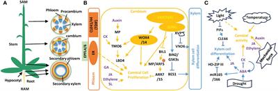 Endogenous and environmental signals in regulating vascular development and secondary growth